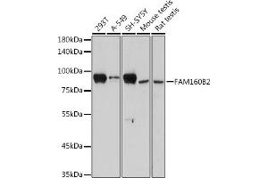 Western blot analysis of extracts of various cell lines, using FB2 antibody (ABIN7267111) at 1:1000 dilution.