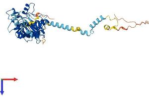 AlphaFold protein structure predicition of Mouse Recombinant Phkg2 Protein, UniprotID Q9DB30