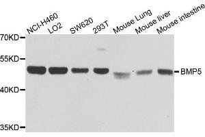 Western blot analysis of extracts of various cells, using BMP5 antibody.