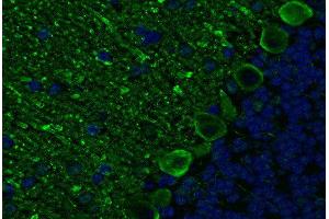 Indirect immunostaining PFA fixed paraffin embedded mouse cerebellum section (dilution 1 : 200; green).