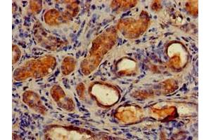 Immunohistochemistry of paraffin-embedded human kidney tissue using ABIN7159786 at dilution of 1:100 (LC3C anticorps  (AA 1-30))