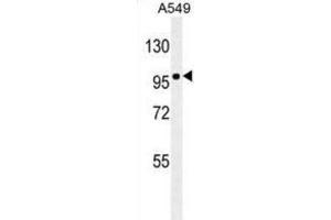Western Blotting (WB) image for anti-Zinc Finger E-Box Binding Homeobox 1 (ZEB1) antibody (ABIN2906392) (ZEB1 anticorps)