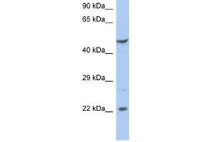 FLJ44894 antibody used at 0. (FLJ44894 anticorps  (N-Term))