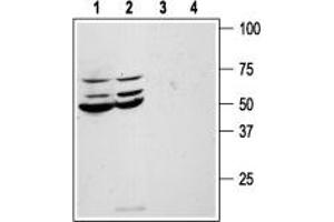 Western blot analysis of human colon cancer HT-29 (lanes 1 and 3) and Colo-205 (lanes 2 and 4) cell line lysates: - 1,2.