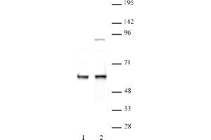 FTO antibody (pAb) tested by Western blot. (FTO anticorps  (N-Term))