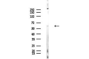anti-Solute Carrier Family 43, Member 1 (SLC43A1) (Internal Region) antibody