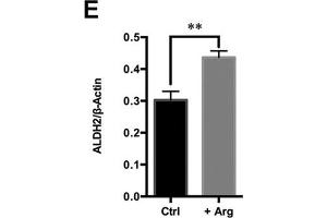 Arg supplementation activates ethanol degradation pathways in HepG2 cells.