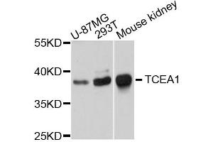 Western blot analysis of extracts of various cells, using TCEA1 antibody. (TCEA1 anticorps)