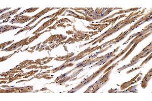 Detection of CAV1 in Mouse Cardiac Muscle Tissue using Polyclonal Antibody to Caveolin 1 (CAV1) (Caveolin-1 anticorps  (AA 2-104))