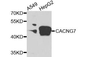 Western blot analysis of extracts of various cells, using CACNG7 antibody. (CACNG7 anticorps)