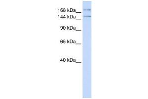 IFT140 antibody used at 1 ug/ml to detect target protein. (IFT140 anticorps)