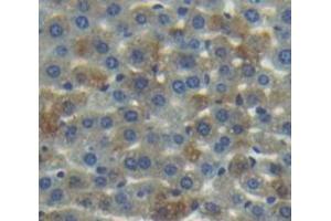 IHC-P analysis of Mouse Tissue, with DAB staining. (Coagulation Factor IX anticorps  (AA 241-463))