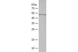 Western Blotting (WB) image for Canopy 3 Homolog (CNPY3) (AA 31-278) protein (His-IF2DI Tag) (ABIN7122119)