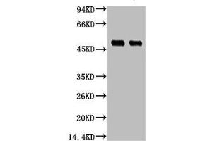 Western blot analysis of 1) Hela, 2) 293T, diluted at 1:3000. (XRCC4 anticorps)