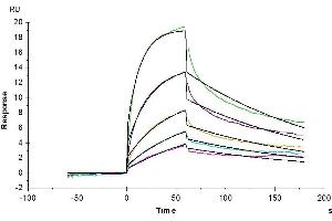 Cynomolgus IL-3 R alpha, His Tag captured on CM5 Chip via anti-his antibody can bind Human IL-3, hFc Tag with an affinity constant of 48.