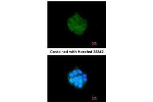 ICC/IF Image Immunofluorescence analysis of methanol-fixed HepG2, using PDK3, antibody at 1:200 dilution. (PDK3 anticorps  (Center))