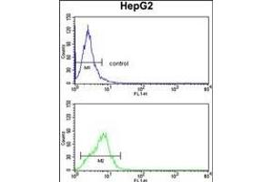 CYP4F3 Antibody (N-term) (ABIN652588 and ABIN2842394) flow cytometry analysis of HepG2 cells (bottom histogram) compared to a negative control cell (top histogram). (CYP4F3 anticorps  (N-Term))