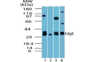 Image no. 3 for anti-Sphingosine-1-Phosphate Receptor 5 (S1PR5) (AA 1-50) antibody (ABIN207763) (S1PR5 anticorps  (AA 1-50))