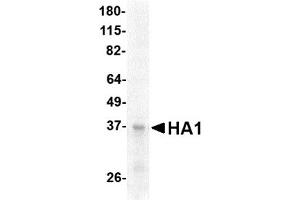 Western Blotting (WB) image for Hemagglutinin (HA) (AA 17-338) protein (His tag,Strep II tag) (ABIN2468516) (Hemagglutinin Protein (HA) (AA 17-338) (His tag,Strep II tag))