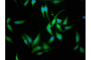 Immunofluorescence staining of Hela cells with ABIN7146628 at 1:114, counter-stained with DAPI.