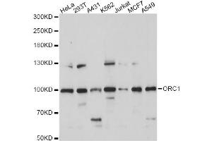 Western blot analysis of extracts of various cell lines, using ORC1 antibody (ABIN6293903) at 1:1000 dilution. (ORC1 anticorps)