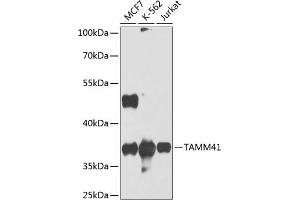 Western blot analysis of extracts of various cell lines, using T antibody (ABIN6132358, ABIN6148841, ABIN6148842 and ABIN6224415) at 1:1000 dilution. (TAM41 anticorps  (AA 25-316))