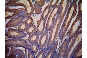 ABIN302133 (1µg/ml) staining of paraffin embedded Mouse Testis.