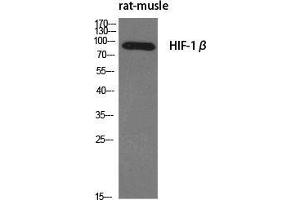 Western Blot (WB) analysis of specific cells using HIF-1beta Polyclonal Antibody. (ARNT anticorps  (N-Term))