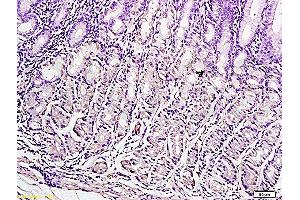 Formalin-fixed and paraffin embedded human gastric tissue labeled with Anti-Leptin Polyclonal Antibody , Unconjugated at 1:300, followed by conjugation to the secondary antibody and DAB staining