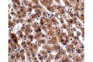 Immunohistochemistry of HAAO in human liver tissue with HAAO polyclonal antibody  at 2. (HAAO anticorps  (N-Term))