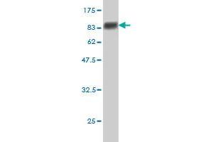 Western Blot detection against Immunogen (78.