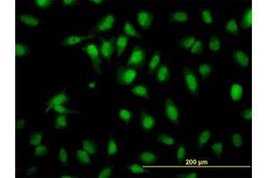 Image no. 2 for anti-SH2 Domain Containing 4A (SH2D4A) (AA 239-338) antibody (ABIN599292) (SH2D4A anticorps  (AA 239-338))