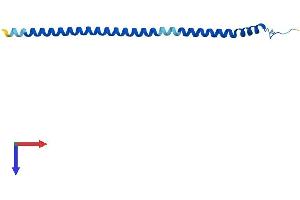 AlphaFold protein structure predicition of Human Recombinant ATP6V1G3 Protein, UniprotID Q96LB4