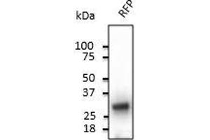 Anti-RFP Ab at 1/2,000 dilution, 293HEK cells transduced with RFP Ad, 50 µg per Iane, rabbit polyclonal to goat IgG (HRP) at 1/10,000 dilution,