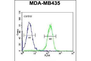 Flow cytometric analysis of MDA-MB435 cells (right histogram) compared to a negative control cell (left histogram). (PYHIN1 anticorps  (N-Term))