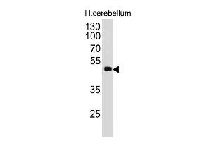 Western Blot of human Cerebellum lysate using PAX6 Monoclonal Antibody (PAX6/498). (PAX6 anticorps  (N-Term))