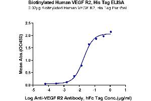 Immobilized Biotinylated Human VEGF R2, His Tag at 0.