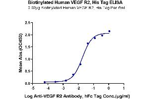 Immobilized Biotinylated Human VEGF R2, His Tag at 0. (VEGFR2/CD309 Protein (AA 20-764) (His-Avi Tag,Biotin))