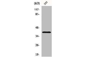 Western Blot analysis of 293 cells using CD298 Polyclonal Antibody (ATP1B3 anticorps  (Internal Region))