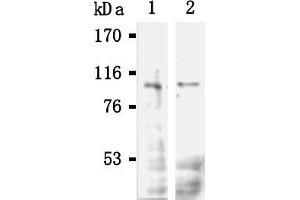 Western Blotting (WB) image for anti-POU Domain, Class 2, Transcription Factor 1 (POU2F1) antibody (ABIN567788) (POU2F1 anticorps)