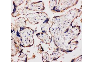 Anti-WISP1 antibody, IHC(P) IHC(P): Human Placenta Tissue