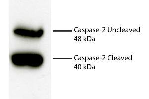 Total cell lysates from Jurkat cells were incubated with Rabbit Anti-Human DR5-UNLB secondary antibody and chemiluminescent detection. (Caspase 2 anticorps)