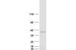 Validation with Western Blot
