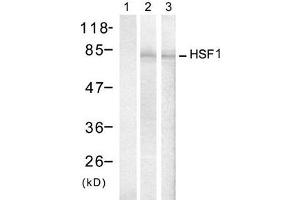 Western blot analysis of extracts from Hela cells treated with IFN or Heat shock, using HSF1 (Ab-307) antibody (E021206, Lane 1, 2 and 3). (HSF1 anticorps)