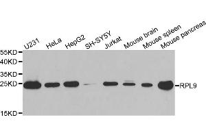 Western blot analysis of extracts of various cell lines, using RPL9 antibody (ABIN6291201) at 1:1000 dilution. (RPL9 anticorps)