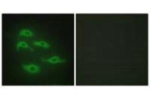 Immunofluorescence analysis of HepG2 cells, using SERC3 antibody. (SERINC3 anticorps  (C-Term))