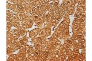 Human Liver, Paraffin section, dilution = 20 µg/mL in PBS