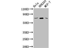Western Blot Positive WB detected in: Hela whole cell lysate, HEK293 whole cell lysate, MCF-7 whole cell lysate All lanes: SLC20A1 antibody at 2.