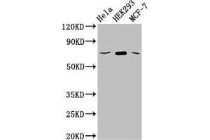 Western Blot Positive WB detected in: Hela whole cell lysate, HEK293 whole cell lysate, MCF-7 whole cell lysate All lanes: SLC20A1 antibody at 2. (GLUT1 anticorps  (AA 263-458))
