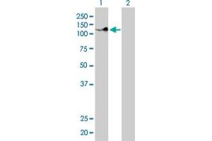 Western Blot analysis of PCDH8 expression in transfected 293T cell line by PCDH8 monoclonal antibody (M01), clone 6A8.